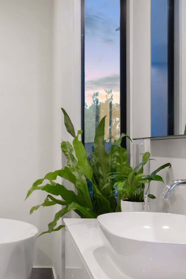 Birdnest Japanese - immagine 2