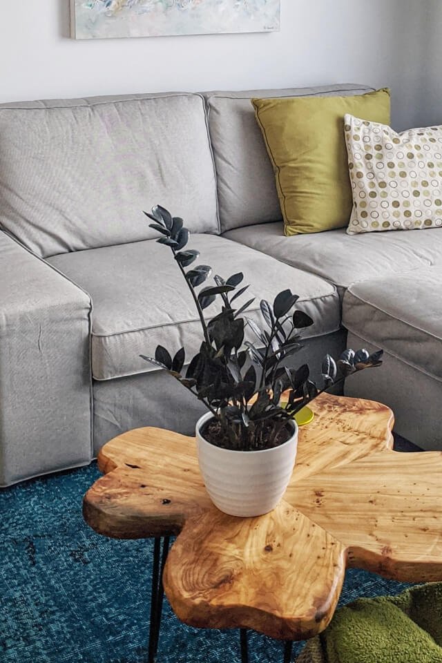 Calathea Rufibarba - immagine 2