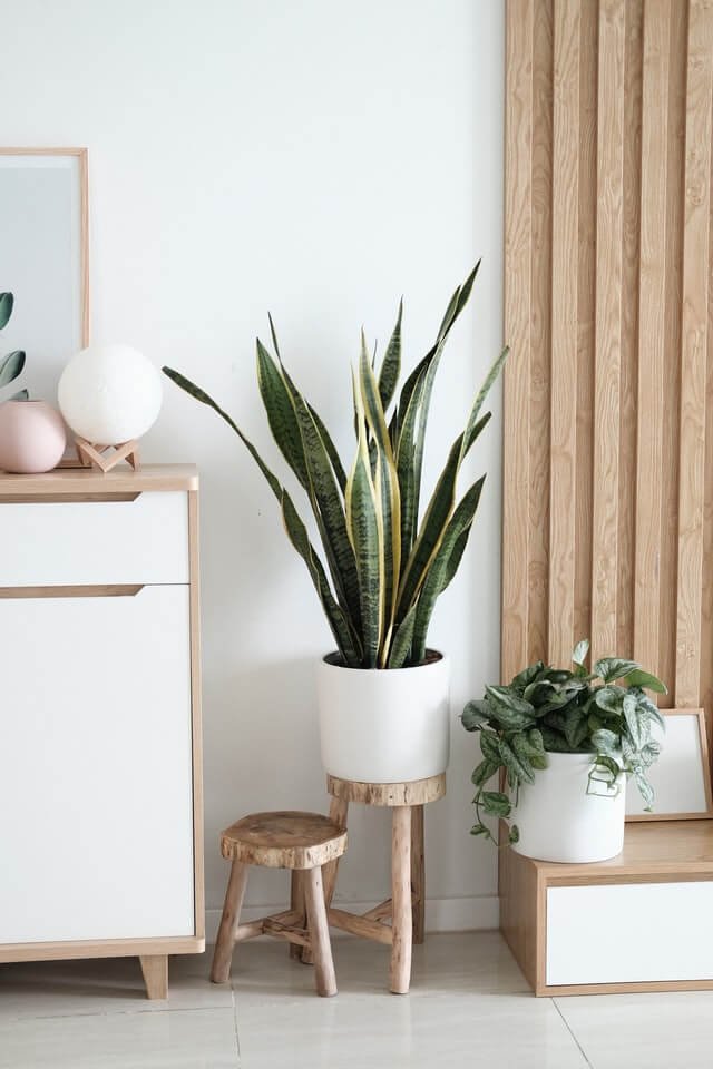 Sansevieria Golden Flame - immagine 2